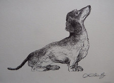 Ink Drawing Dachshund Dog