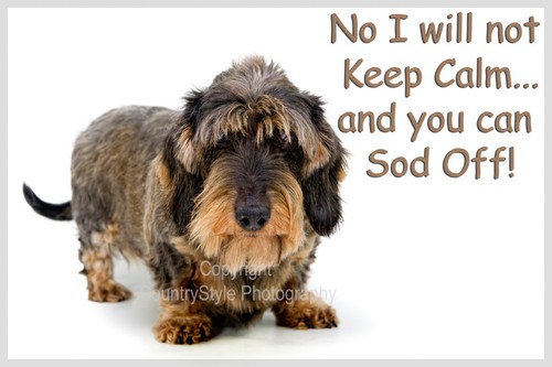 Wirehaired dachshund dog funny - wirehaired,