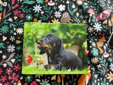 Sausage dog / dachshund cute