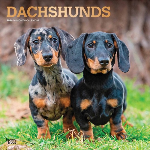 Dachshunds calendar 2026 - calendar, 2026,