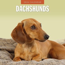 Dachshunds 2026 Square Wall