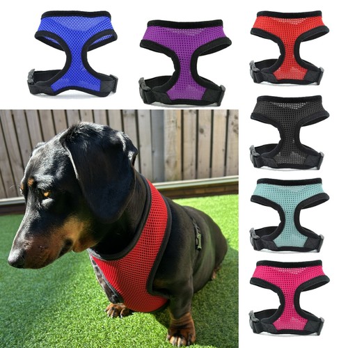 Dog harness for dachshunds - for,